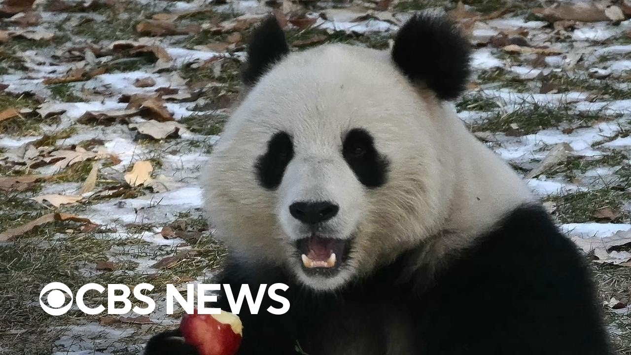 National Zoo's giant pandas set to make their debut