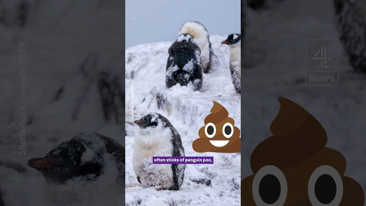 Penguin post office looking for new recruits