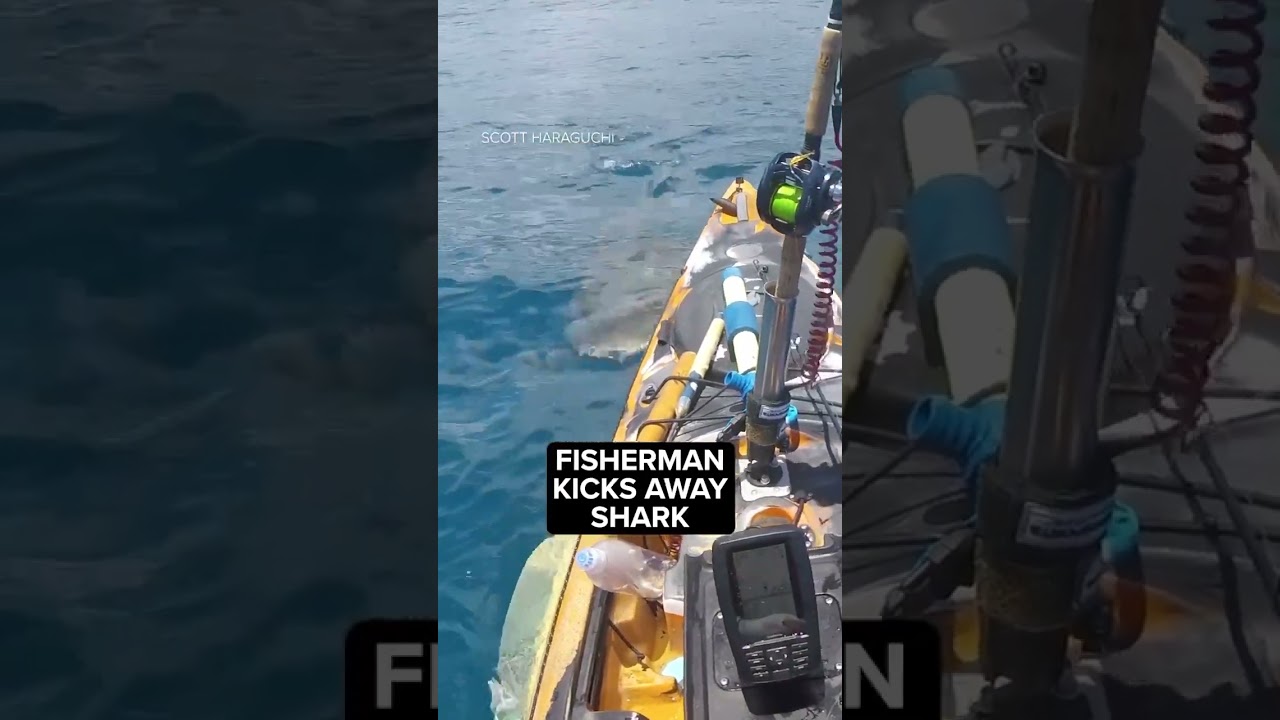 Video shows shark attack kayak off Hawaii shore