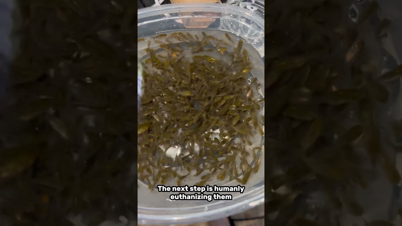 How to euthanize goldfish humanely