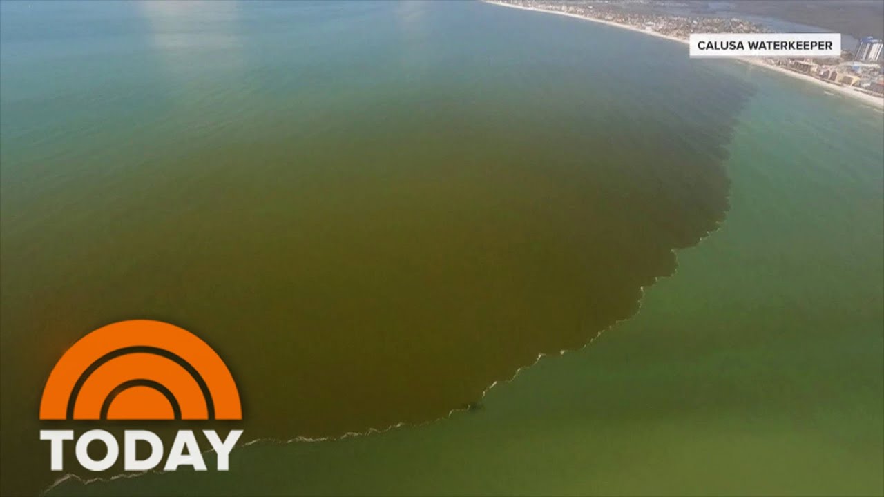 What is a red tide and what are the effects on your health?