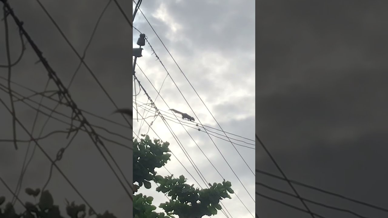 Squirrel Electrocution Caught on Camera || Peek A Peak ||
