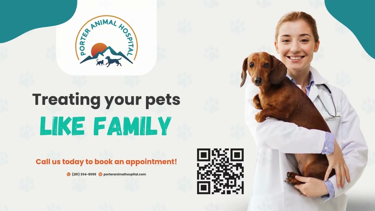 Best Animal Hospital in Porter TX | Trusted Veterinary Care for Dogs & Cats