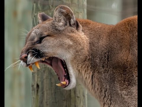 March Mammal Madness 2025: Final Roar